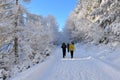 Winter Forest to hike Royalty Free Stock Photo