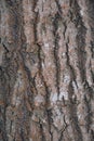 Tree bark. Aspen tree. testure. Picture Royalty Free Stock Photo