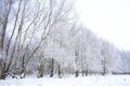 Winter forest, tree branches in frost. Cloudy sky. Frost on trees is one of the most beautiful winter phenomena Royalty Free Stock Photo