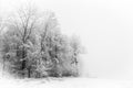 Winter Forest Tree silhouettes Royalty Free Stock Photo