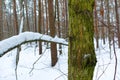 Winter forest. Tree trunk covered in green moss Royalty Free Stock Photo