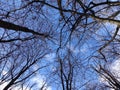 Winter forest trees background, trees` branches without leaves and blue sky Royalty Free Stock Photo