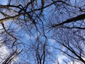 Winter forest trees background, trees` branches without leaves and blue sky Royalty Free Stock Photo
