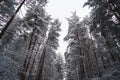 Winter forest trees background with snowy trees. Pine forest