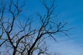 Winter forest trees branches in winter and the sky Royalty Free Stock Photo