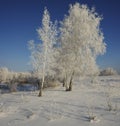 Winter forest trees on a clearing in the frost on a blue sky background