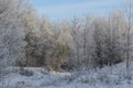 Winter forest. Trees covered by hoarfrost. Christmas scene Royalty Free Stock Photo