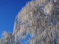 winter forest with trees covered snow. Frozen bare branches of trees Royalty Free Stock Photo