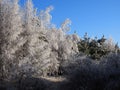 winter forest with trees covered snow. Frozen bare branches of trees Royalty Free Stock Photo