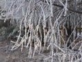 winter forest with trees covered snow. Frozen bare branches of trees Royalty Free Stock Photo