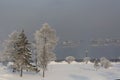 Winter forest with trees covered snow on river background. White frost park landscape. Royalty Free Stock Photo