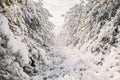 Winter forest with trees. Frozen landscape with snow in December Royalty Free Stock Photo