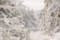 Winter forest with trees. Frozen landscape with snow in December Royalty Free Stock Photo