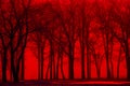 Winter forest trees in red fog