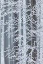 Winter in forest, trees with rime. Cold winter with ice on tree blanch in Europe, Germany. Winter wood, white forest landscape.