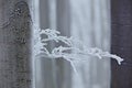 Winter in forest, trees with rime. Cold winter with ice on tree blanch in Europe, Germany. Winter wood, white forest landscape. Sm Royalty Free Stock Photo