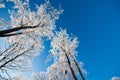 Winter forest, trees in snow landscape