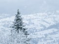 Winter forest with trees in the snow in the Ukrainian Carpathians