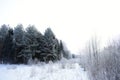 In the winter forest. Trees stand in silvery frost. Everything is covered with fluffy snow. Especially beautiful are spruce Royalty Free Stock Photo