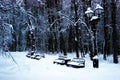 Winter forest. Trees under the snow, benches in a row and vintage street light