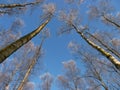 Winter forest. Treetops. Blue sky. Royalty Free Stock Photo