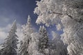 Winter forest in the Ural Mountains