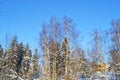 Trees in the snow in winter against a blue sky Royalty Free Stock Photo