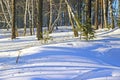 Winter forest where birches intertwine with coniferous trees