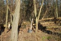 Winter forest with wind-blown trees, branches and fall foliage. Berlin, Germany Royalty Free Stock Photo