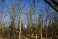 Winter forest with wind-blown trees, branches and fall foliage. Berlin, Germany Royalty Free Stock Photo