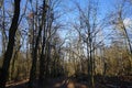 Winter forest with wind-blown trees, branches and fall foliage. Berlin, Germany Royalty Free Stock Photo