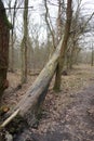 Winter forest with wind-blown trees, branches and fall foliage. Berlin, Germany Royalty Free Stock Photo