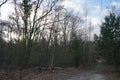 Winter forest with wind-blown trees, branches and fall foliage. Berlin, Germany Royalty Free Stock Photo