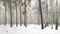 Winter forest. Winter frosty day in a dense pine-birch forest.