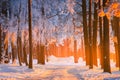 Winter forest. Winter nature background. Beautiful pine forest with frost covered trees lit by yellow sunlight in christmas Royalty Free Stock Photo