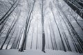 Winter Forest,Winter nature Royalty Free Stock Photo