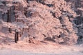 Winter forest. Winter sunny landscape.