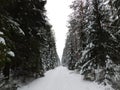 Winter forest.