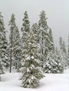 Winter Forrest Royalty Free Stock Photo