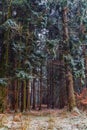 Winter Forrest Royalty Free Stock Photo