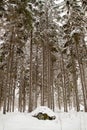 Winter Forrest