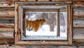 Winter Fox Glimpsed Through a Rustic Cabin Window Royalty Free Stock Photo