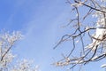 Winter freeze branches forest with cloudy blue sky background