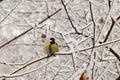 Winter front view of a raked yellow Caucasian titmouse in snowy