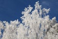 Winter frost on birch tree branches