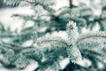 Winter frost Christmas evergreen tree background. Ice covered blue spruce branch close up. Frosen branch of fir tree covered with