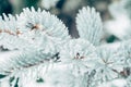 Winter frost Christmas evergreen tree background. Ice covered blue spruce branch close up. Frosen branch of fir tree covered with