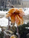 Winter, frost coated rose