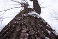 A winter frost day in a city park, a big tree with snow, two branches Royalty Free Stock Photo