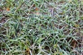Winter frost on fall leaves and autumn grass background Royalty Free Stock Photo